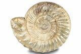 Jurassic Ammonite (Kranosphinctes?) Fossil - Madagascar #253205-1